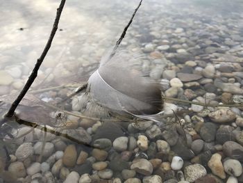 High angle view of bird on pebbles