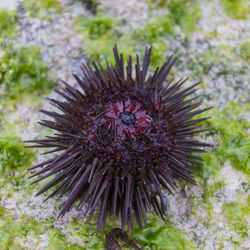 Close-up of caterpillar on sea