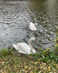 Swan floating on lake