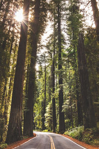 Road amidst trees in forest