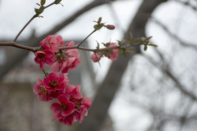 Close-up of pink cherry blossom on tree