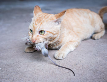 Close-up of cat carrying mouse in mouth