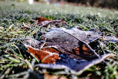 Close-up of dried autumn leaves on land