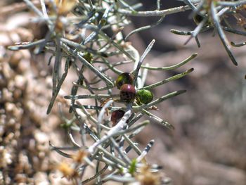 Close-up of grasshopper on branch