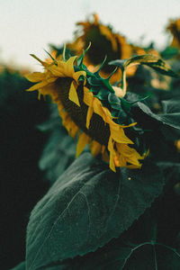 Close-up of yellow flower on plant