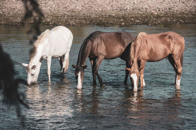 Wild mustangs cooling off