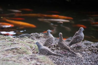 Birds against pond