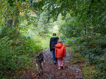 Rear view of dog walking in forest