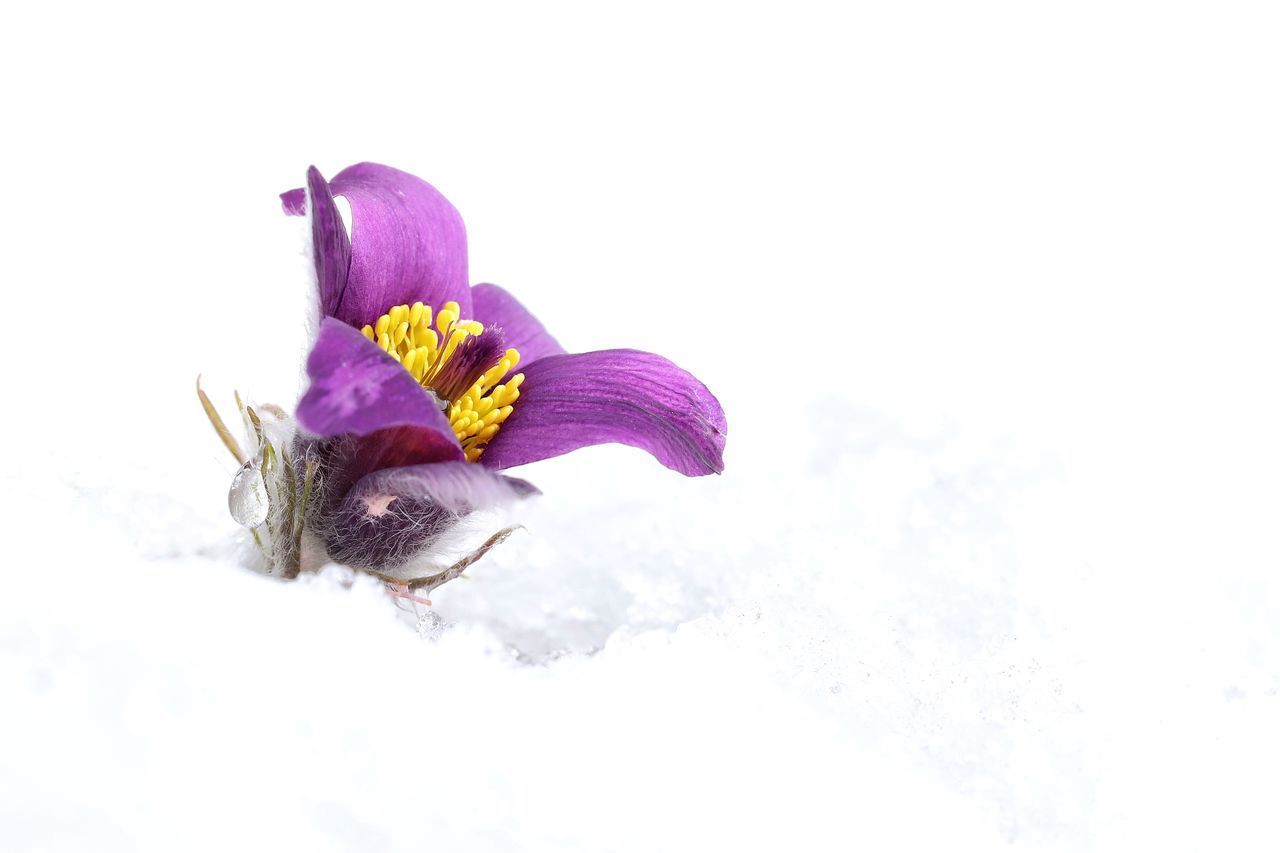 CLOSE-UP OF FLOWER AGAINST WHITE BACKGROUND