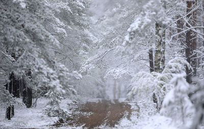 Forest road and trees covered in snow by unusual late snowstorm