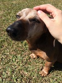 High angle view of person with dog on field