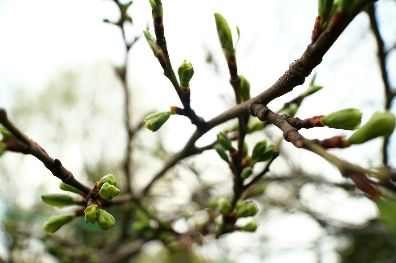 growth, nature, close-up, branch, tree, no people, beauty in nature, plant, day, outdoors, fragility, pussy willow