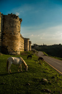 Horse in park against sky