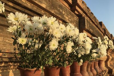 Low angle view of potted plant against building