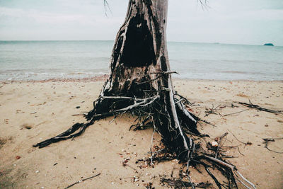 Driftwood on sand at beach against sky