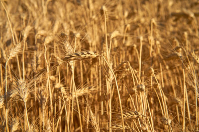 Close-up of wheat field