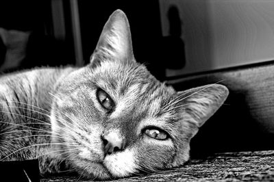 Close-up portrait of a cat at home