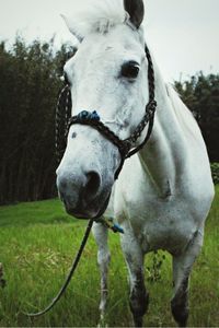 Close-up of horse on field