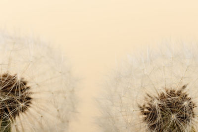 Close-up of dandelion against sky during sunset