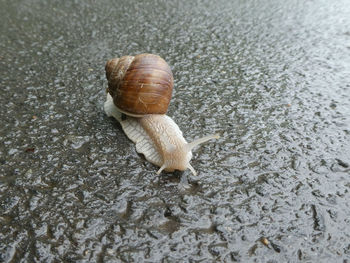 Close-up of snail