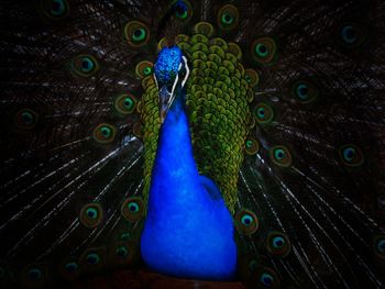 Close-up of peacock