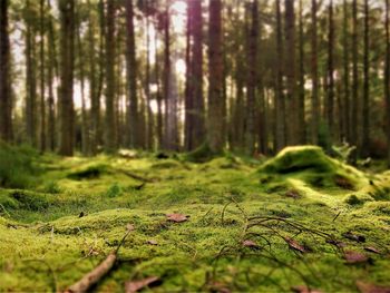 Close-up of grass in forest
