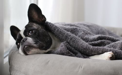High angle view of french bulldog covered with blanket on sofa