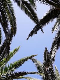 Low angle view of palm tree against sky