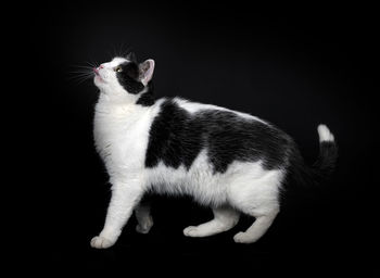 Close-up of a cat over black background