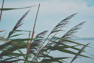 Low angle view of plant against sky