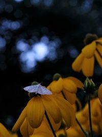 Close-up of yellow flowering plant