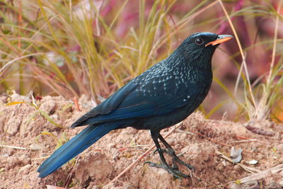 Close-up of bird perching on a field