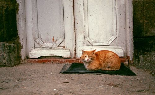 Close-up of cat sitting on house
