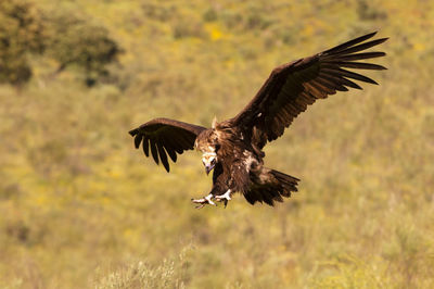 Bird flying over a field