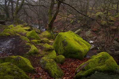 Scenic view of stream in forest