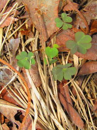 Close-up of plant