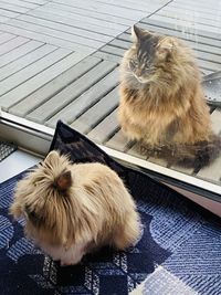 High angle view of cat sitting on floor