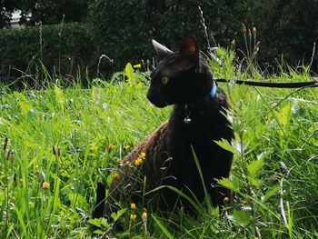 Black dog sitting on field