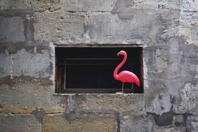 Close-up of a bird against wall