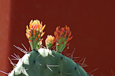 Close-up of flowers