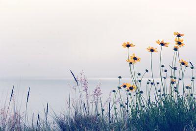 Close-up of flowering plants on field against sky