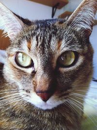 Close-up portrait of cat