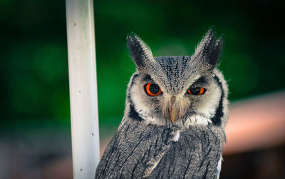 Portrait of whitefaced owl