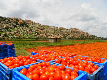 Full frame shot of tomato field