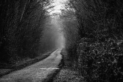 Road amidst trees in forest