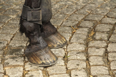 Low section of black bird on cobblestone