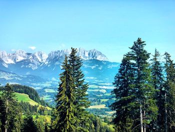 Pine trees in forest against sky