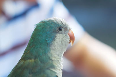 Close-up of a bird