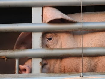 Close-up of pig in cage