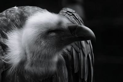 Close-up of vulture at zoo